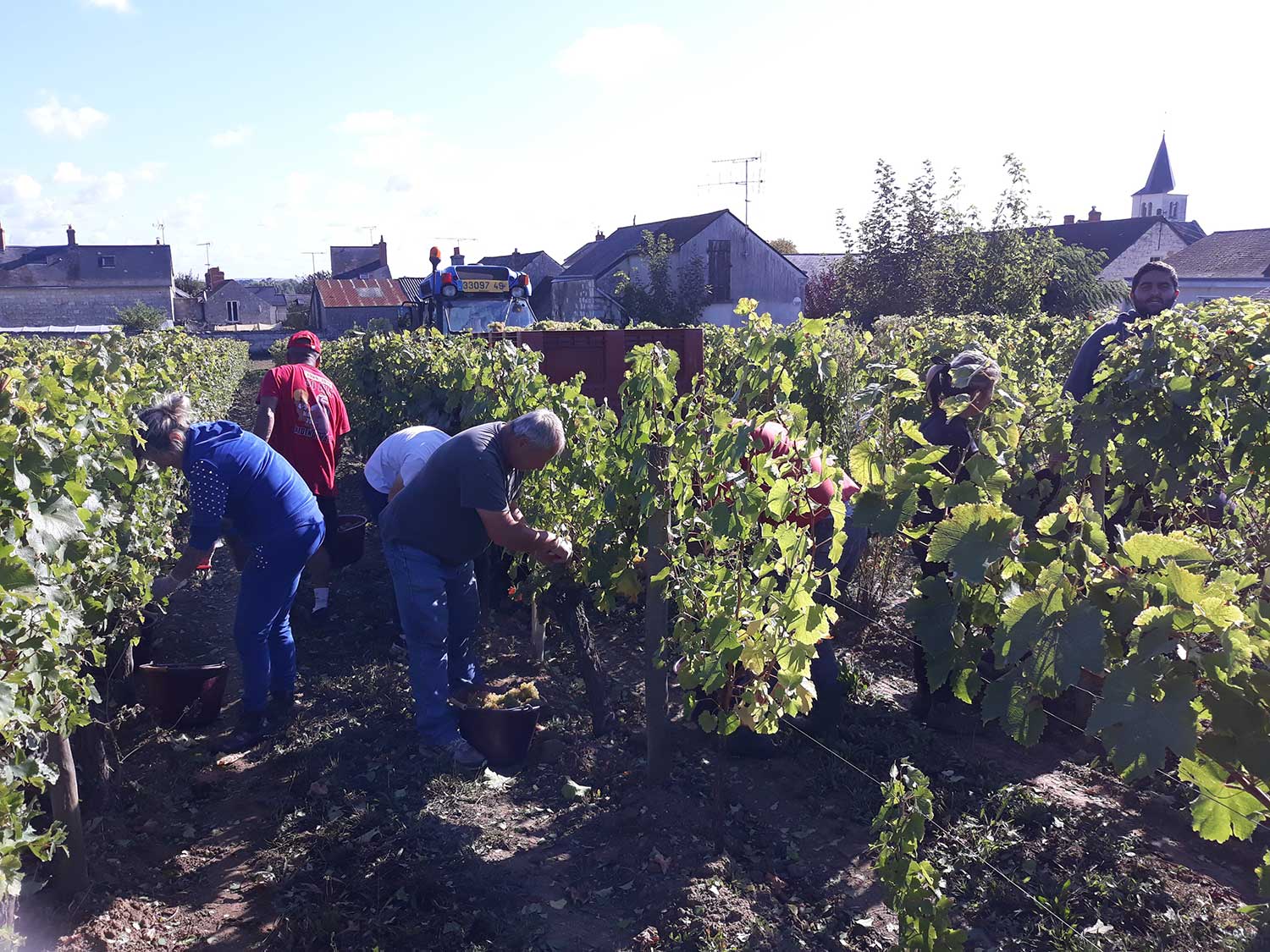 photo article vendanges 1