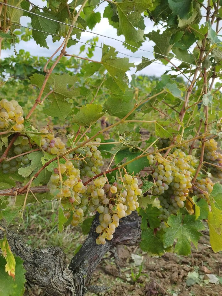 photo article vendanges 4