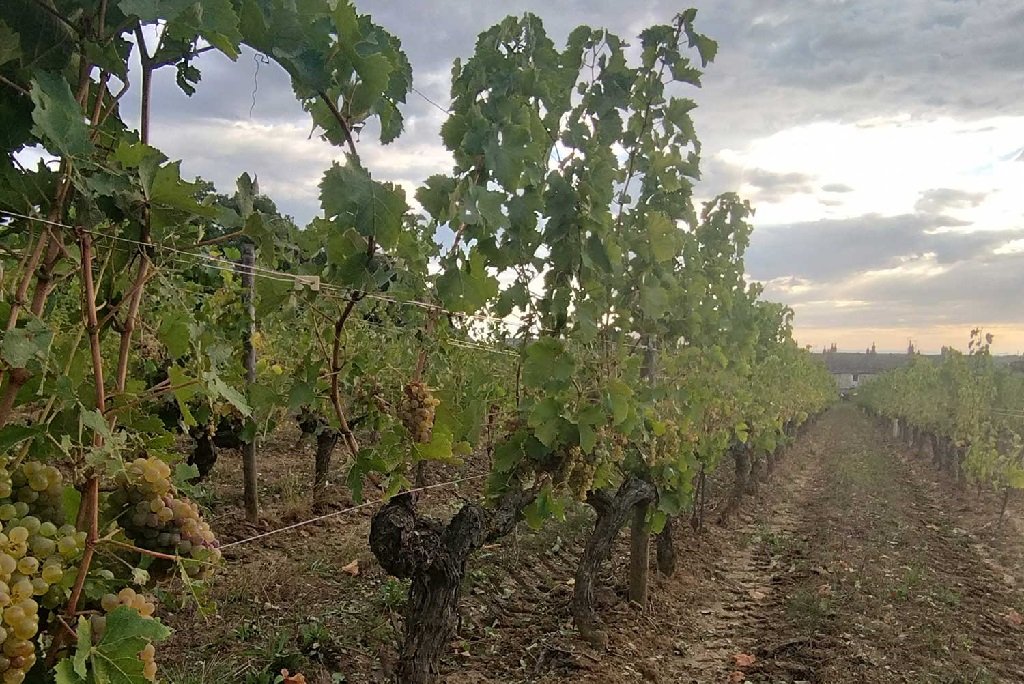 c'est quoi les vendanges