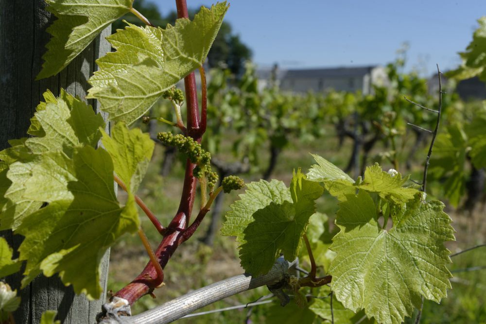 seminaire vigne 1