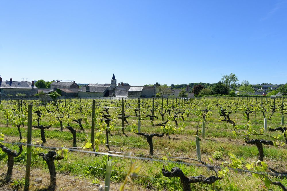 seminaire vigne 2